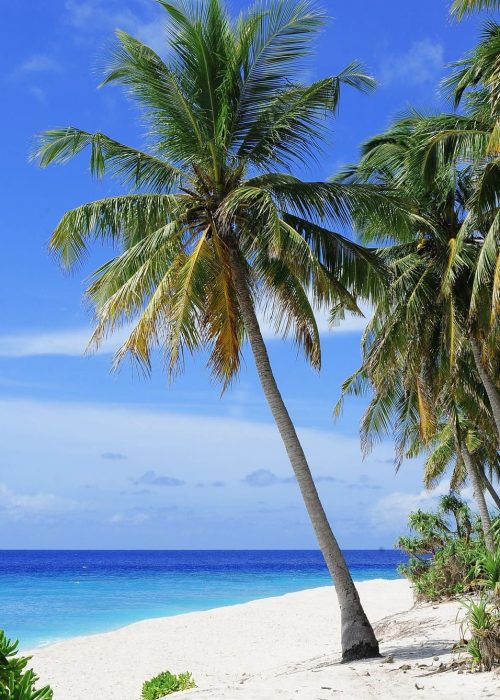 caraibi(1)