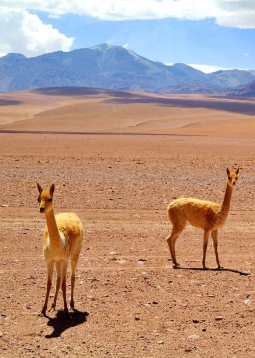 chile(1)